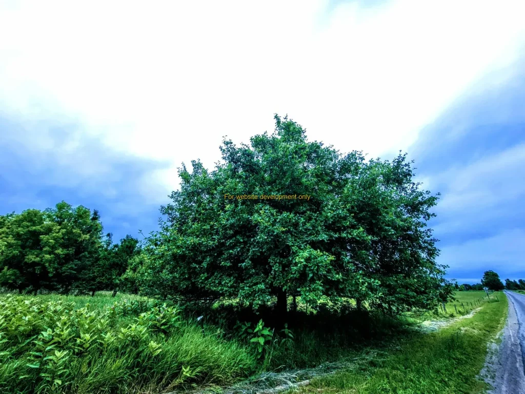DEMO/TEST Village of Heuvelton, Town of Oswegatchie, Saint Lawrence County, New York, United States